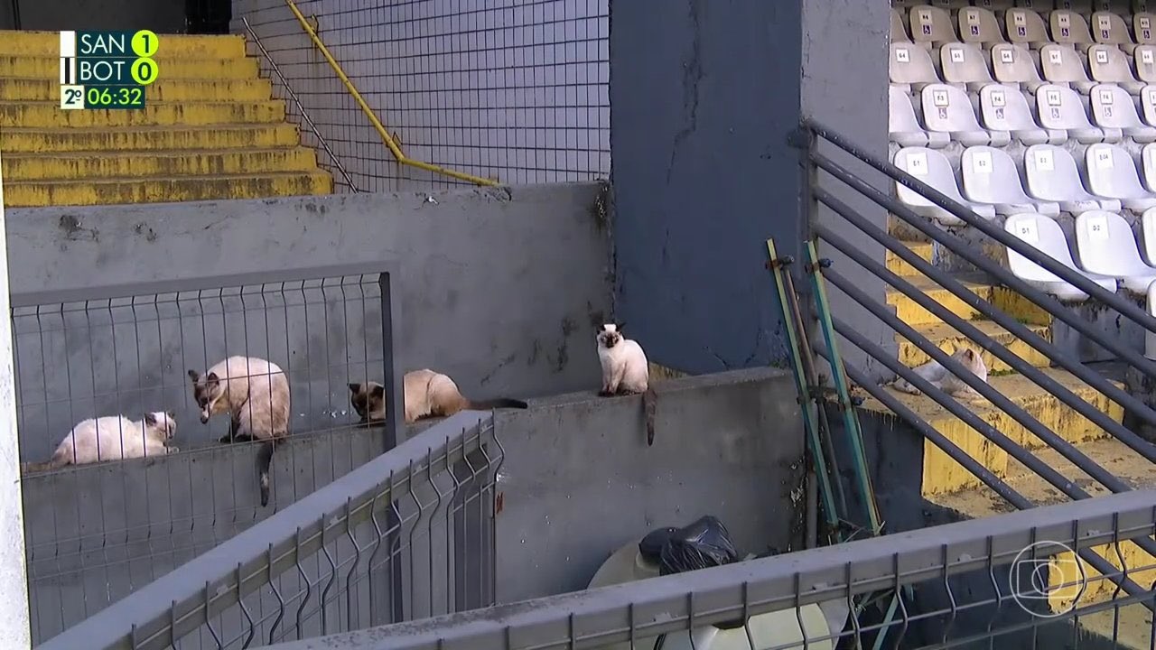 Sem p&uacute;blico? Gatos marcam presen&ccedil;a na Vila no empate entre Santos e Botafogo
